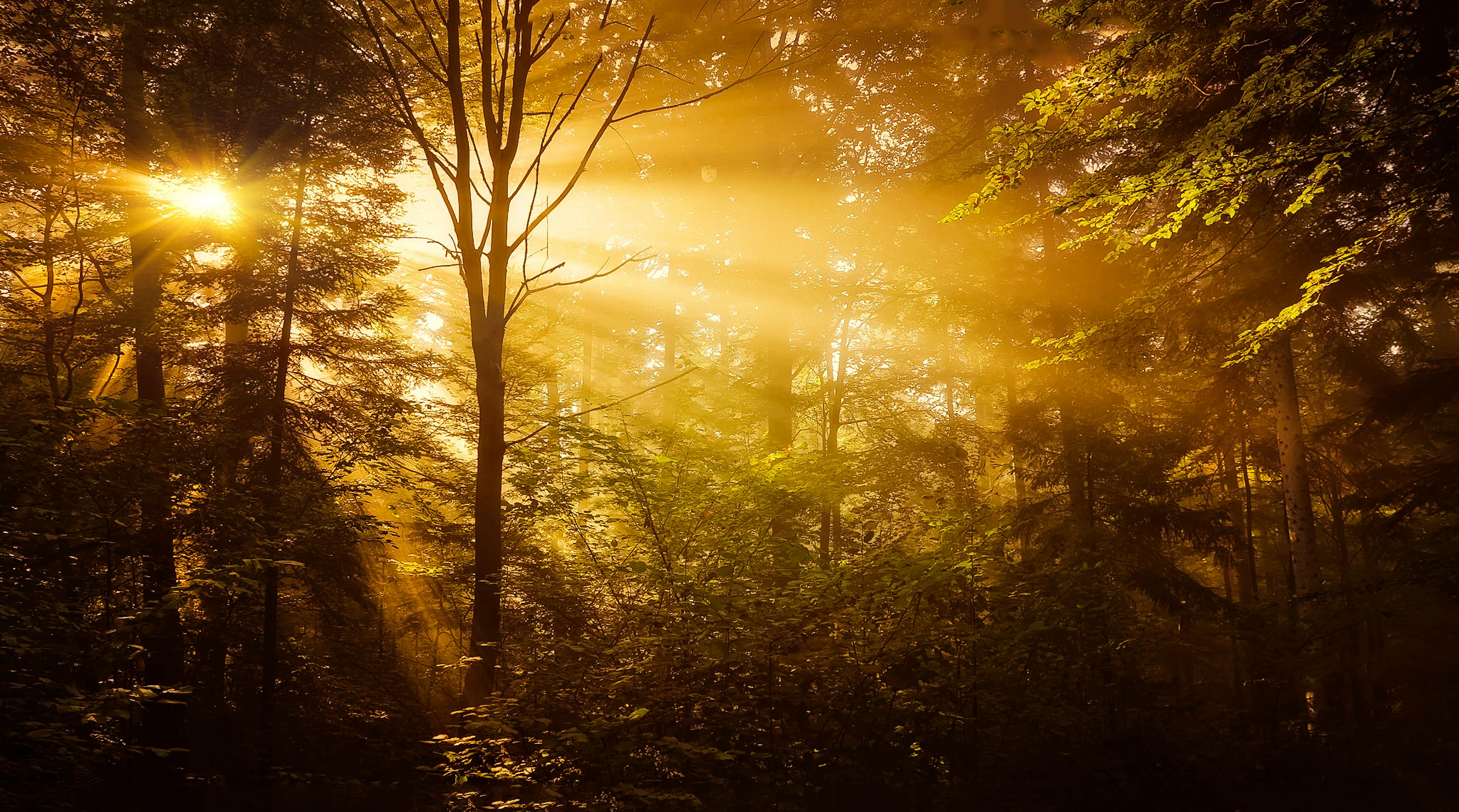 Sunlight filtering through trees in a forest