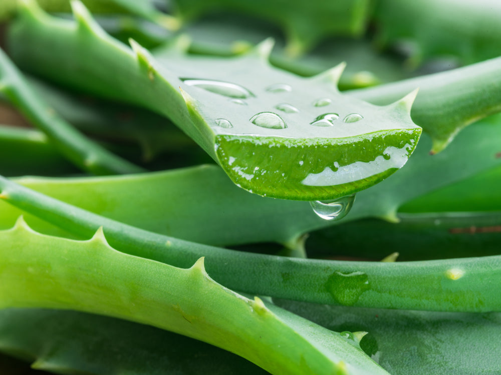 Close-up of aloe vera leaves with water droplets on a green background