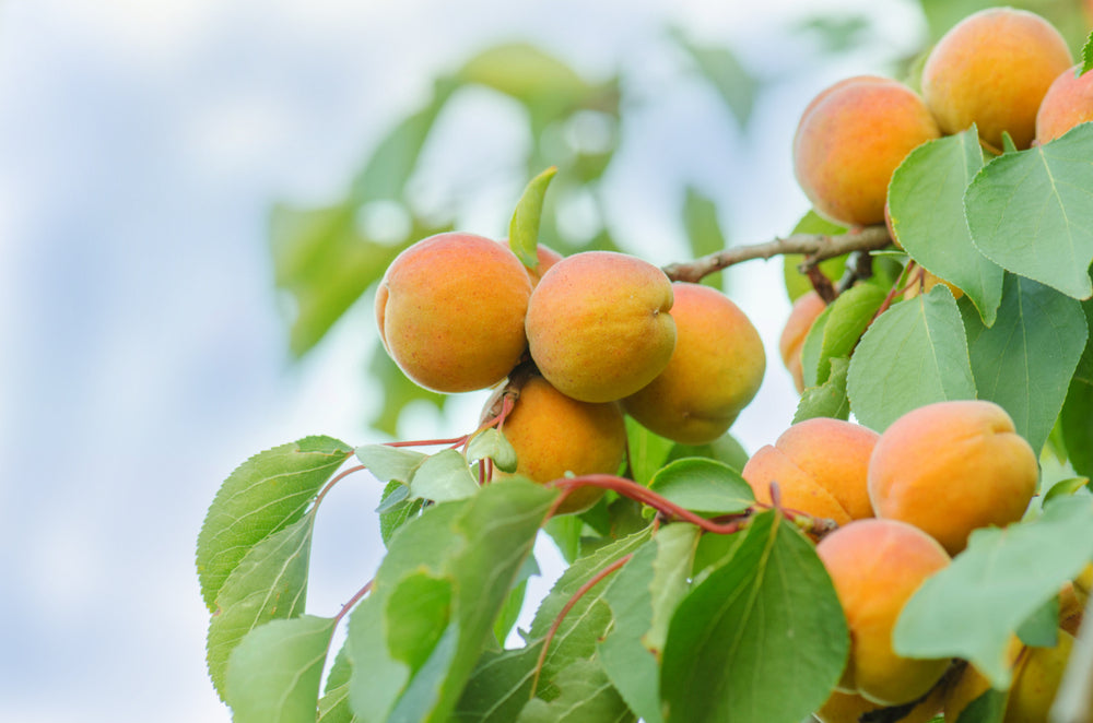Ripe apricots on a tree branch with green leaves.