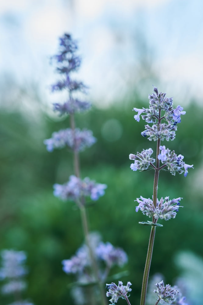 Close-up of purple basil flowers with a blurred green and blue background