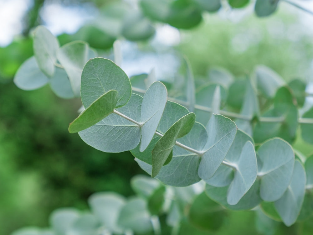Close-up of eucalyptus leaves with a blurred green background