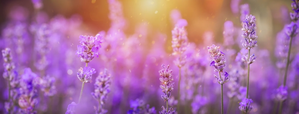 Lavender flowers with a blurred background and warm light