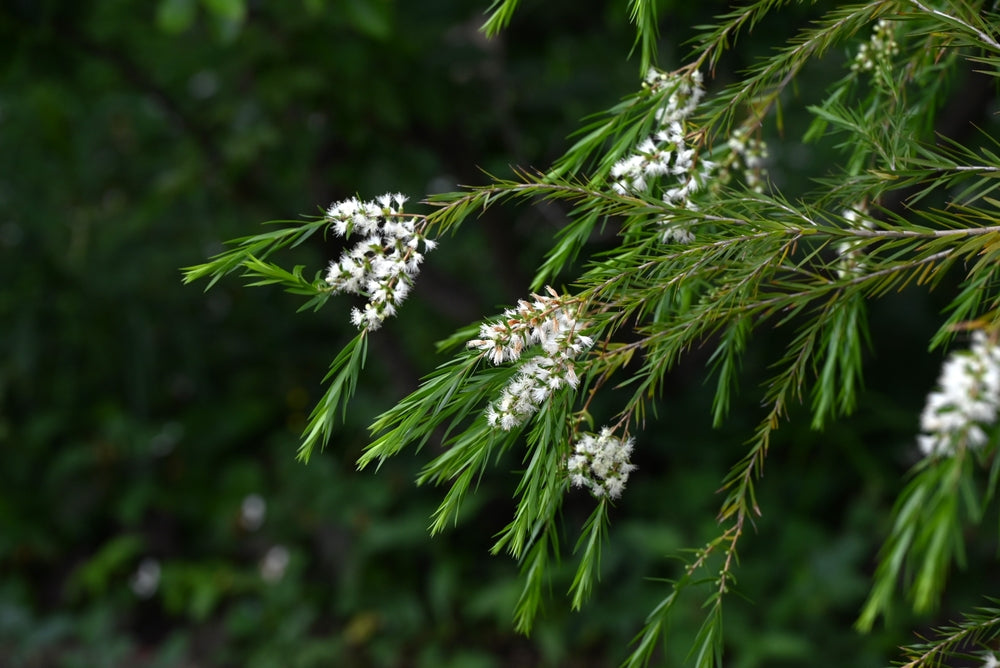 Green tea tree leaves with white flowers against a blurred green background