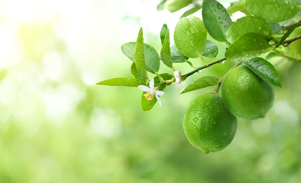 Green limes on a tree branch with a blurred green background