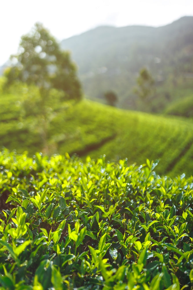 Green tea plantation with rolling hills in the background