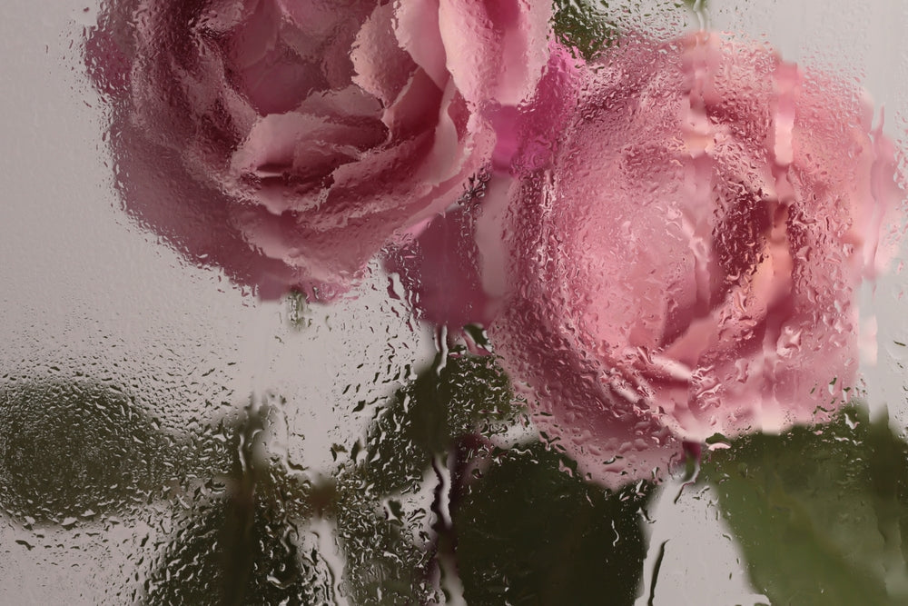 Two pink roses behind a glass with water droplets