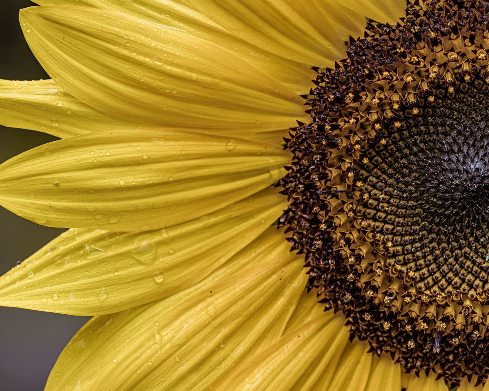 Close-up of a sunflower with bright yellow petals and a dark brown center.