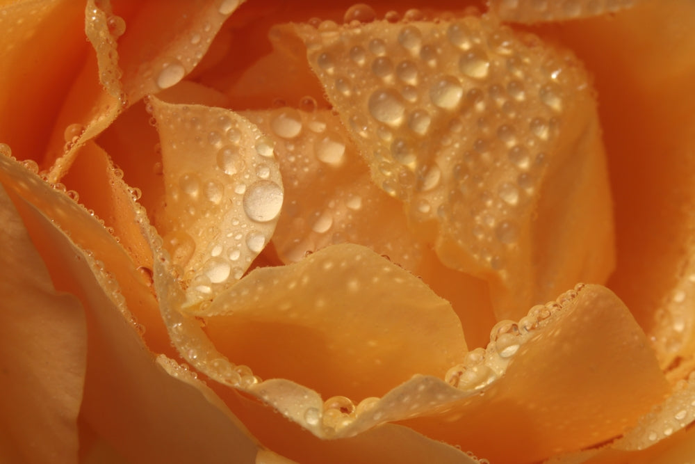 Close-up of a yellow rose with water droplets on the petals